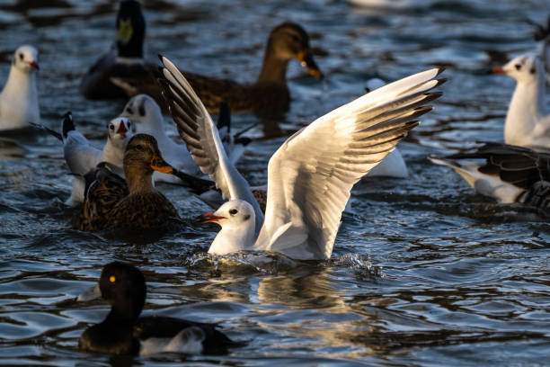 istock The European Herring Gull, Larus argentatus is a large gull 1292398443
