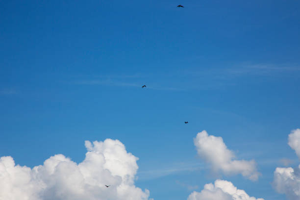 istock Birds fly in the blue sky . Bright blue Sky with white fluffy clouds 1292399126