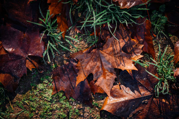 ahornblatt auf einem waldboden am morgen. - grass maple tree nature dew stock-fotos und bilder