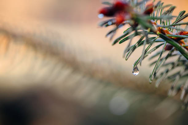 Purity of nature. A morning dew on the coniferous tree branch, extreme close-up macro shot.