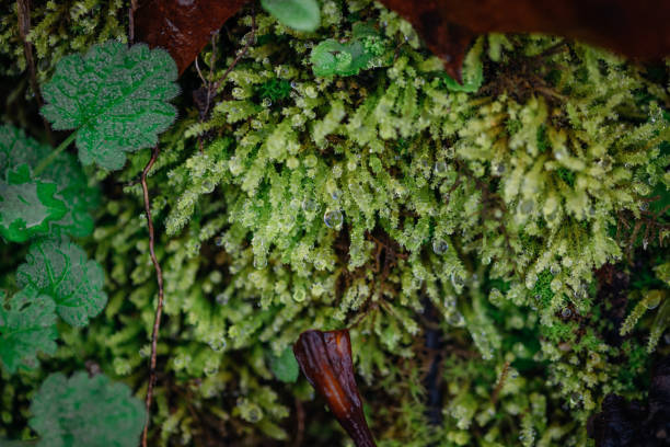 mehrere wassertropfen auf den blättern einer grünen pflanze auf morgentau. - grass maple tree nature dew stock-fotos und bilder