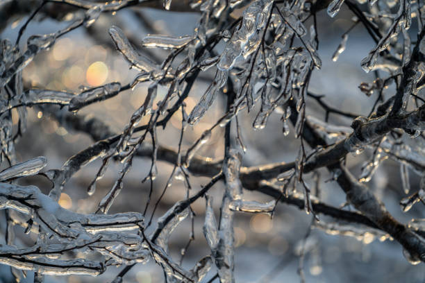 istock Natural background with ice crystals on plants after an icy rain. 1292399745