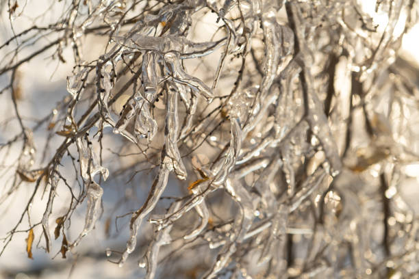 istock Natural background with ice crystals on plants after an icy rain. 1292399772