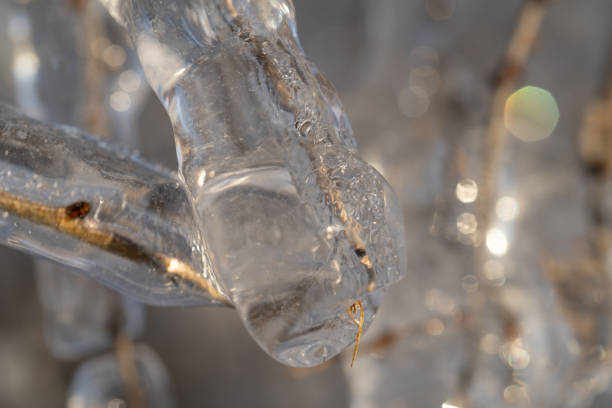 istock Natural background with ice crystals on plants after an icy rain. 1292399834