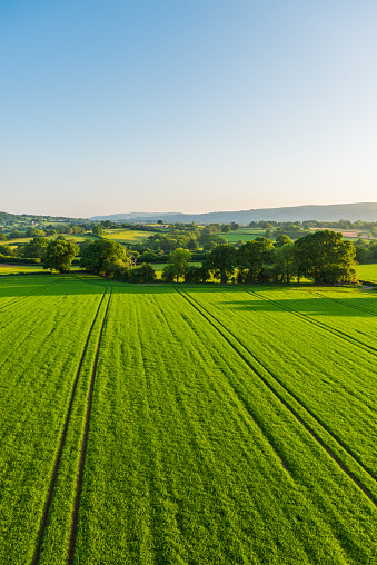 A field of young soybean sprouts. Rows of young soybeans. Soy business.