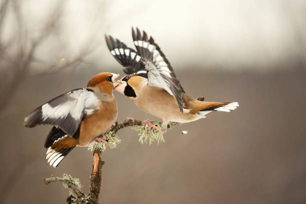 istock Hawfinch Coccothraustes coccothraustes. Two birds fight in the forest 1292406806