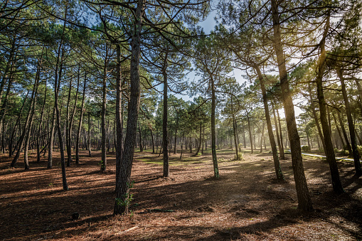 Rays of sunshine in the forest of Gascony in Le Porge, in the department of Gironde on the Atlantic coast