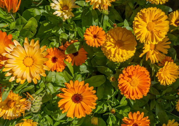 Multiple colors of flowers of the Marigold. Calendula officinalis. The flower is about 5 cm tall, with green blunt leaves. Is is a one-year plant and a versatile herb. It belongs to the Asteraceae family. field marigold stock pictures, royalty-free photos & images