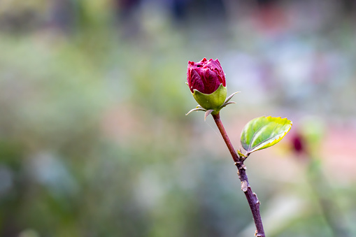 Close up shot of beautiful Hibiscus flower bud or Joba flower bud with leaves inside the garden on green soft bokeh background