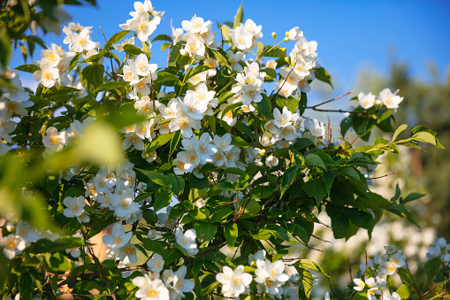 jasmine flowers