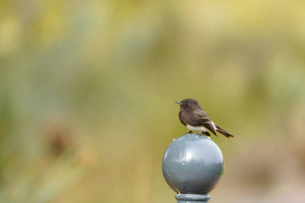 Black Phoebe perched on a round ball ready to catch insects