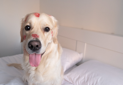 dog in red lipstick from kisses sits on the crib. Valentine's day golden retriever at home.