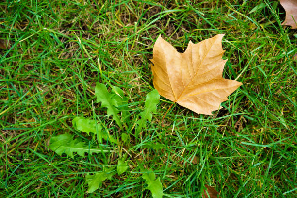 yellow maple leaf lies on the green grass. autumn deciduous fall. walks in the park.