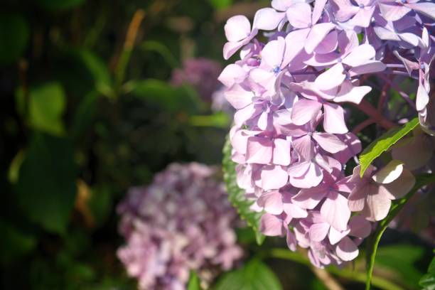istock Natural and flower 1292415271