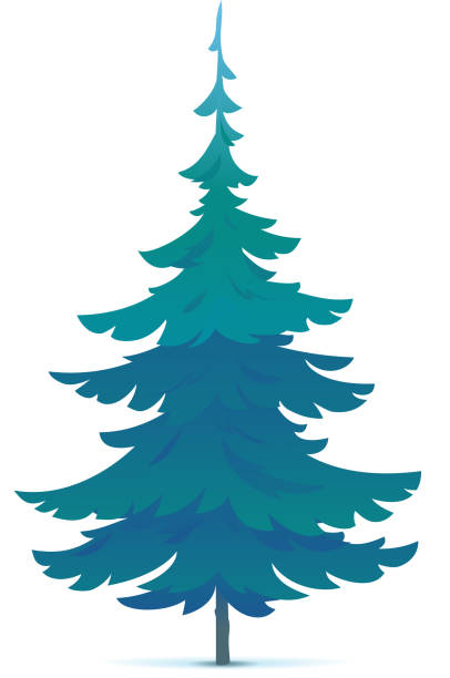 20+ White Spruce Tree Illustrations, Royalty-Free Vector Graphics & Clip Art  - Istock