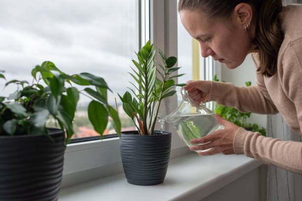 istock Woman watering plants at home 1292415575