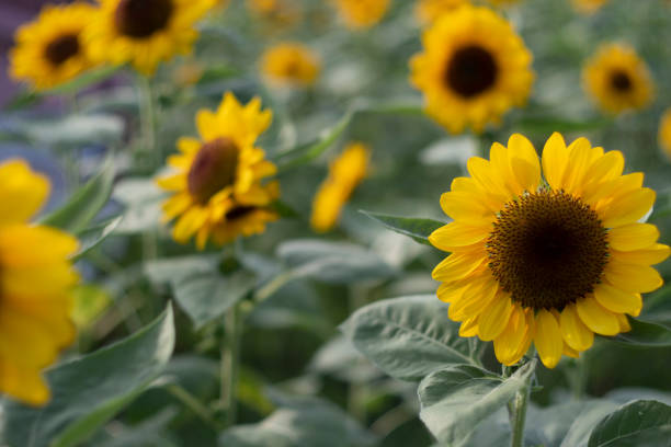 istock close up blooming Sunflower natural background 1292416575