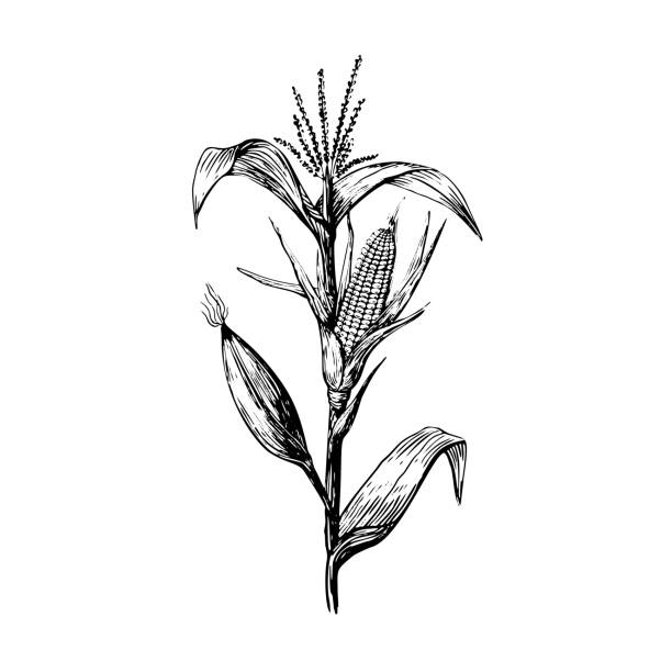 Stem and grains of corn in a sketch style hand drawing on a white background. Leaves and cob black contour line