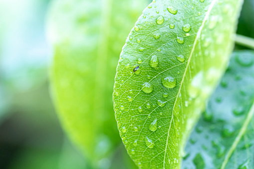 Close-up view of a plant in a rainy day