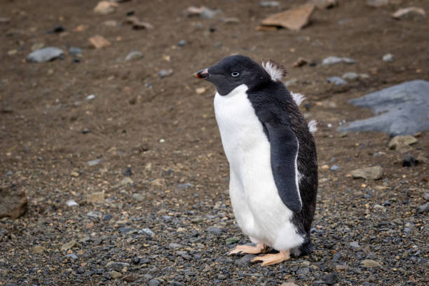 istock Ad lie penguin chick with juvenile plumage in Antarctica 1292416847