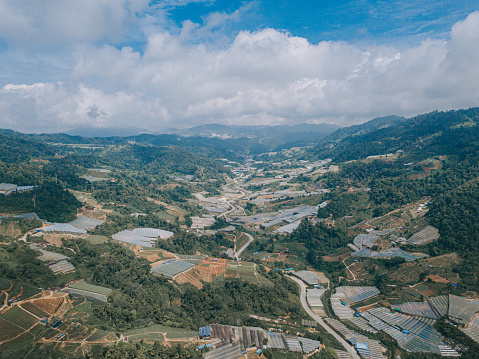 Drone view directly above cameron highland terraced field plantation farm