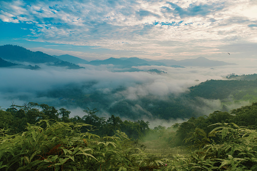 sunrise cloud sea landscape of forest mountain morning at Cameron Highland, Pahang state