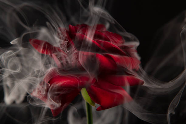 istock image of flower smoke dark background 1292419361