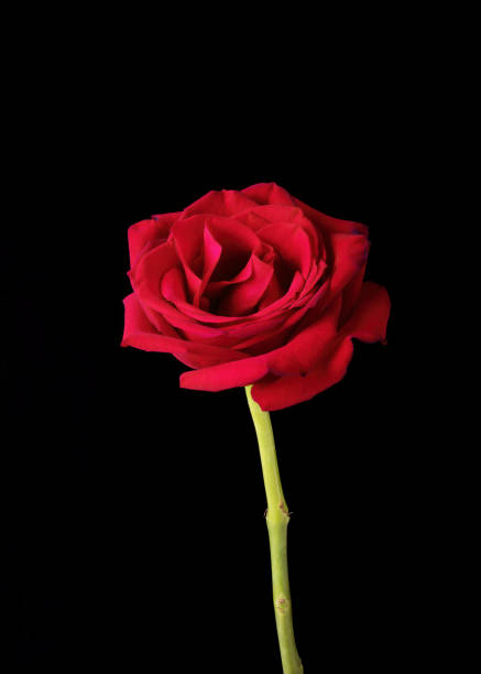 istock Single American Beauty Rose on Black 1292419788