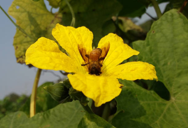 Pollination of sponge gourd flower by a insect, honey bee or insect collecting honey from a yellow flower.