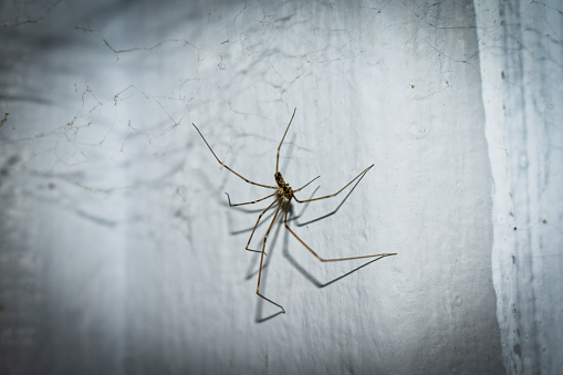 Arachnid (House Spider) Photography