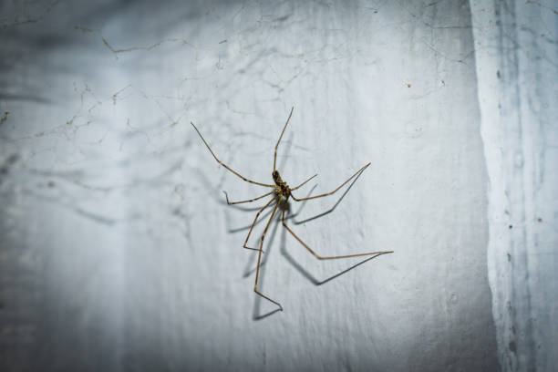 House Spider stock photo