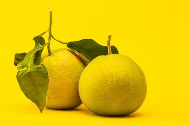 horizontal view in foreground of two grapefruit with green leaves isolated on yellow background