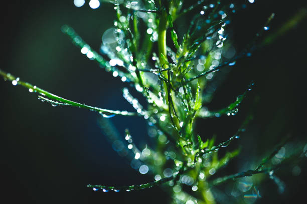 Raindrops on the green thuja tree branch, macro shot