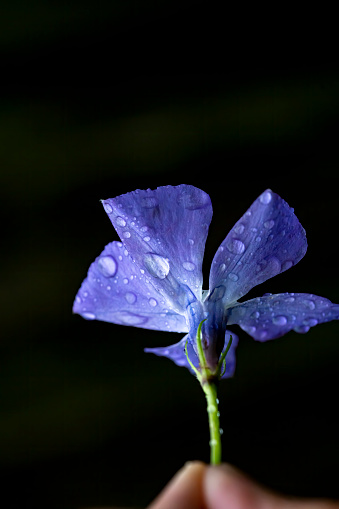 Periwinkle flower with raindrops after a rain shower in an English garden