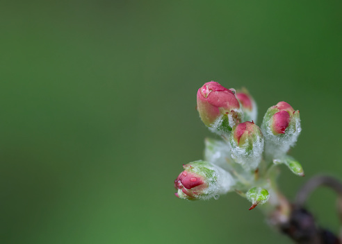 Fresh Flowering bud in a garden