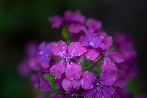 Bright Pink Azalea flowers