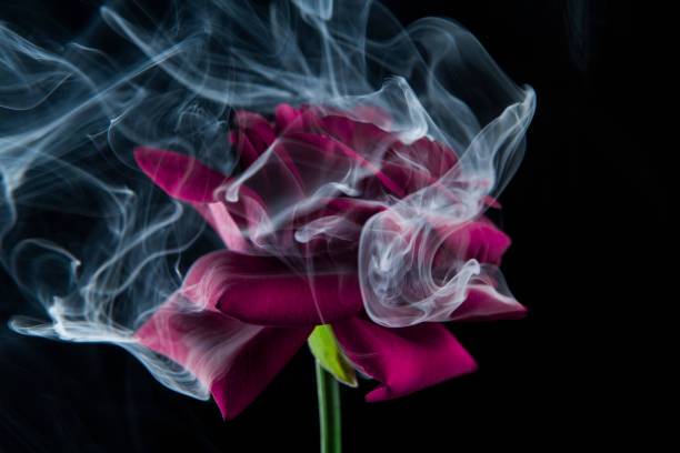 istock image of flower smoke dark background 1292424737