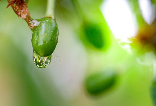 Water drops on green banana leaves