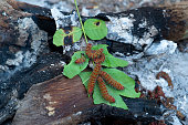 Caterpillars On the green leaf on Bonfire