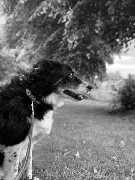 istock Border collie in a storm 1292426940