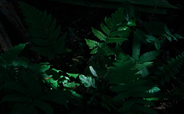 istock Lush green fern bush 1292427473