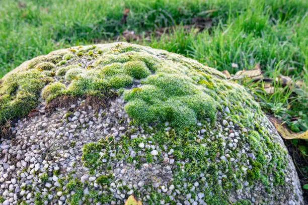 Autumn image of green soft moss growing on a round stone.