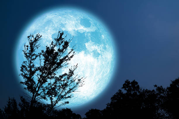 istock Super Grain blue moon silhouette tree in field on night sky 1292428700