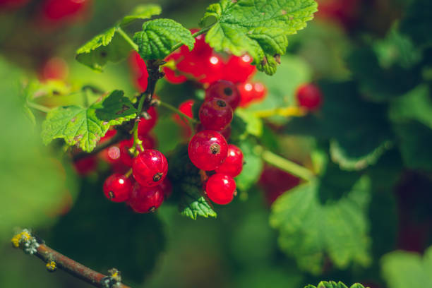 groseille à rouge - currant photos et images de collection