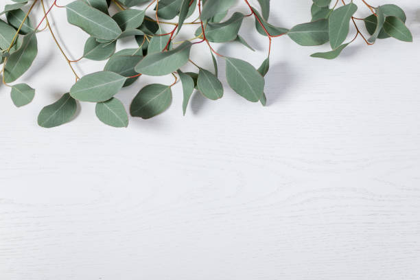 istock eucalyptus leaves on light white wooden background 1292429724