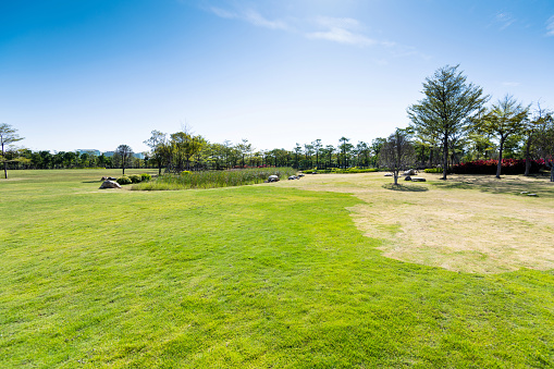 Green grass field and trees in public park.
