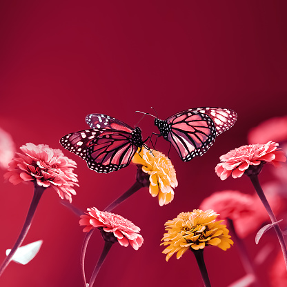 Butterflies and pink yellow  flowers on a bright red background. Summer spring image. Free space for text. Square format.