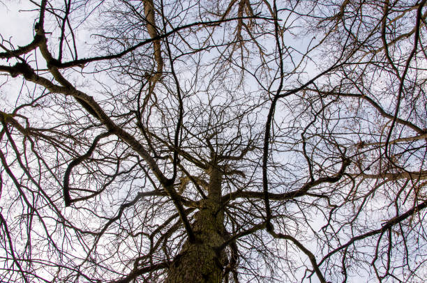 The beauty bright green tree view in the park