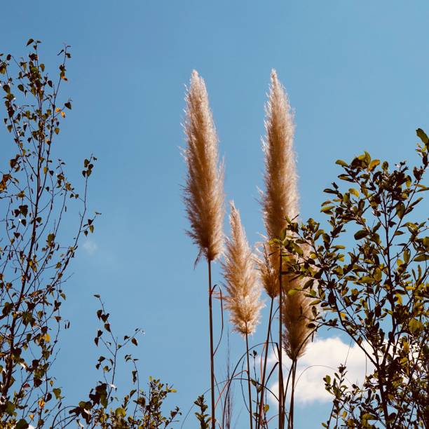 istock white plants and blue sky in auutmn season 1292430242