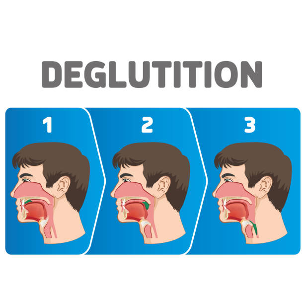 ilustrações de stock, clip art, desenhos animados e ícones de human physiology sequence of the deglutition of the bolus. ideal for educational and institutional materials - cavidade nasal